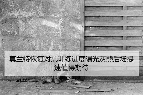 莫兰特恢复对抗训练进度曝光灰熊后场提速值得期待