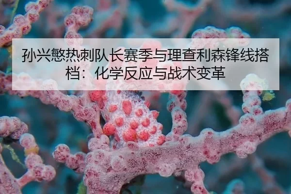 孙兴慜热刺队长赛季与理查利森锋线搭档：化学反应与战术变革